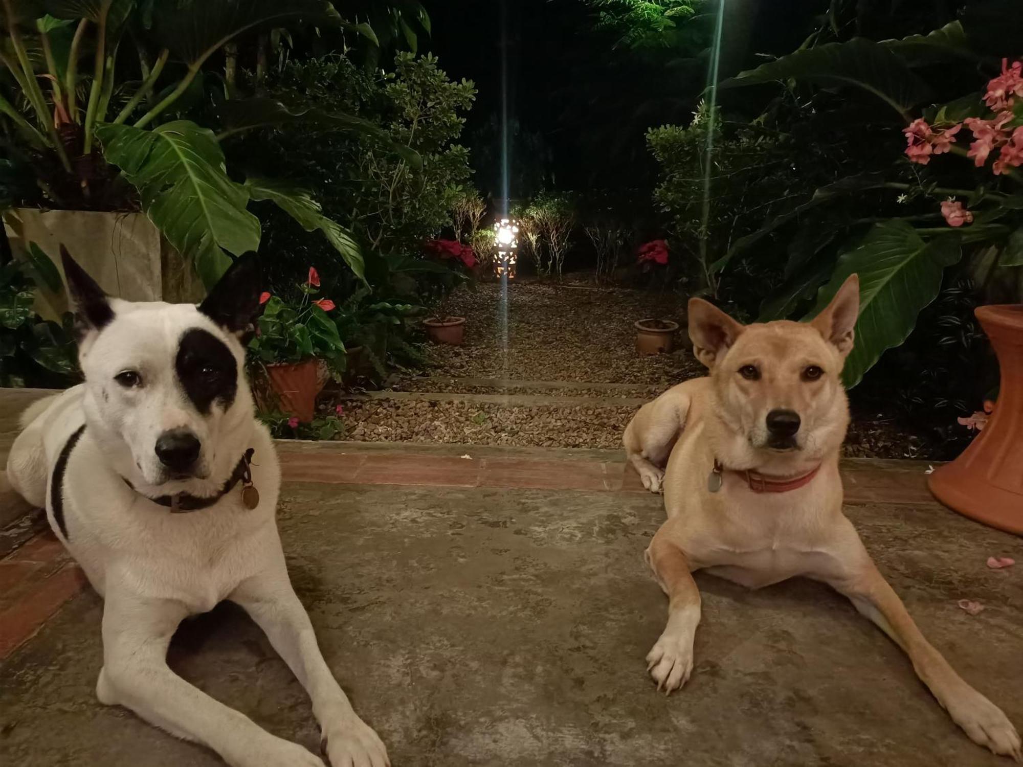 Villa Albizia, Chiang Mai Doi Saket Eksteriør bilde
